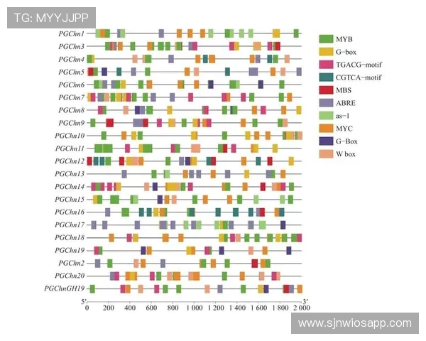 深入分析PG电子官网推荐网在提升用户体验方面的创新策略与未来发展方向